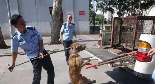 以狗为主题的良好管理方法（培养顺从性与建立健康的狗主关系）(图3)