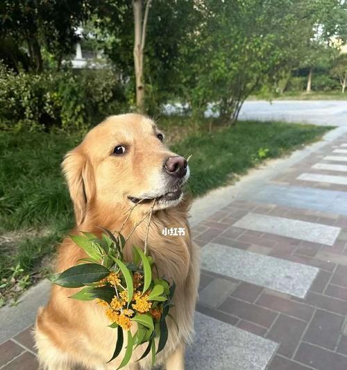 以狗为主题的良好管理方法（培养顺从性与建立健康的狗主关系） - 新生家伴