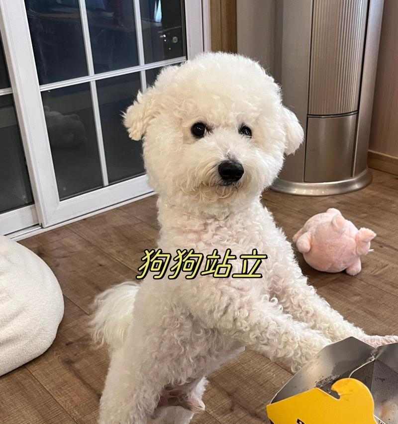 世界上能战斗的狗种有哪些?(探索狗狗的战斗基因和战斗能力)(图1) 世界上能战斗的狗种有哪些?(探索狗狗的战斗基因和战斗能力)(图1)