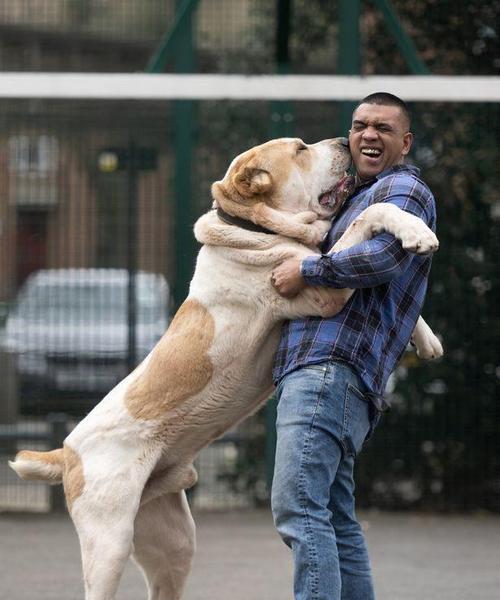 世界上能战斗的狗种有哪些?(探索狗狗的战斗基因和战斗能力)(图3) 世界上能战斗的狗种有哪些?(探索狗狗的战斗基因和战斗能力)(图3)