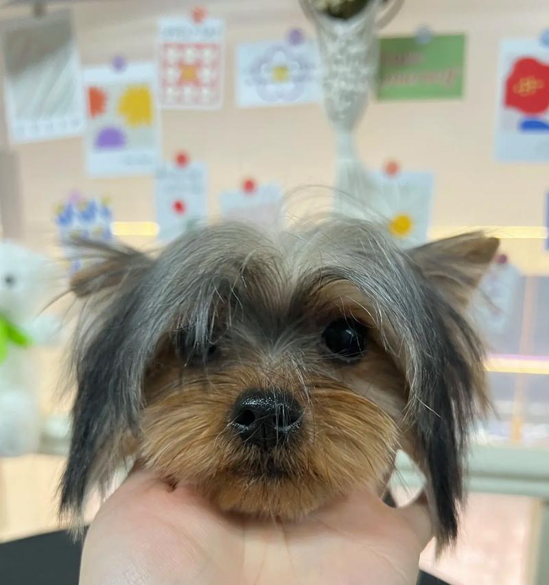 约克夏狗的饮食需求及注意事项（以约克夏狗为主题的饮食健康指南）(图3)