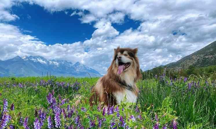 阿拉斯加成犬的理想狗粮选择(为你的宠物提供健康饮食,选择合适的狗粮品牌)(图3) 阿拉斯加成犬的理想狗粮选择(为你的宠物提供健康饮食,选择合适的狗粮品牌)(图3)