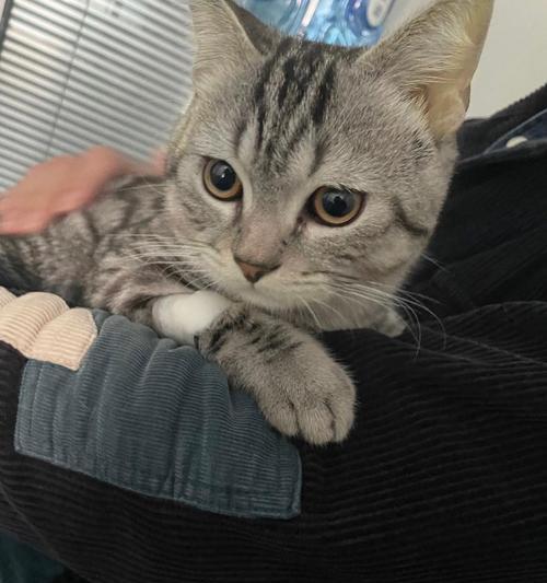 揭秘猫的肝在身体的哪个位置?(探索猫体内肝脏的隐秘之处)(图1) 揭秘猫的肝在身体的哪个位置?(探索猫体内肝脏的隐秘之处)(图1)