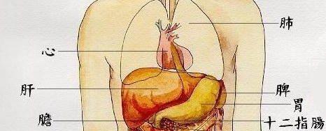 揭秘猫的肝在身体的哪个位置?(探索猫体内肝脏的隐秘之处)(图3) 揭秘猫的肝在身体的哪个位置?(探索猫体内肝脏的隐秘之处)(图3)