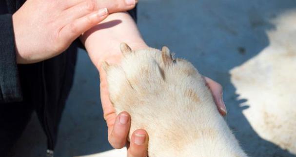 如何选择适合剃毛的时间（理发师告诉你最佳剃毛时间和方法） - 新生家伴