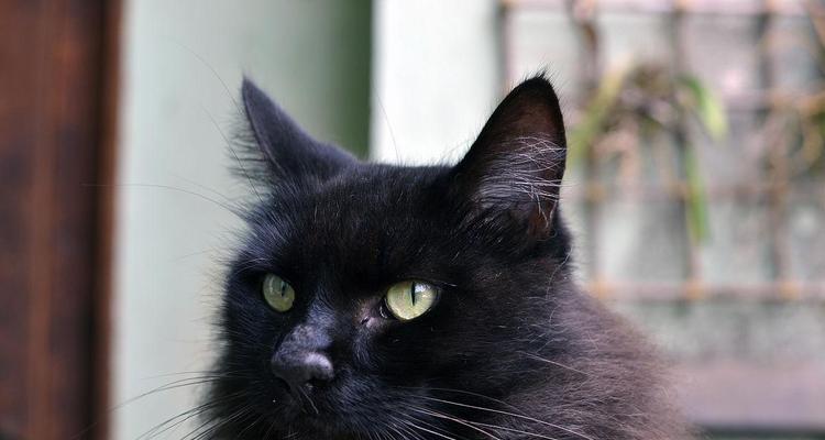 猫眼中的黑色之谜(探秘猫眼中的神秘黑色)(图2) 猫眼中的黑色之谜(探秘猫眼中的神秘黑色)(图2)