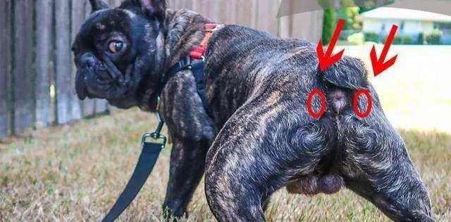 狗狗脱肛的原因与预防措施（探究狗狗脱肛的成因，帮助饲主预防） - 新生家伴