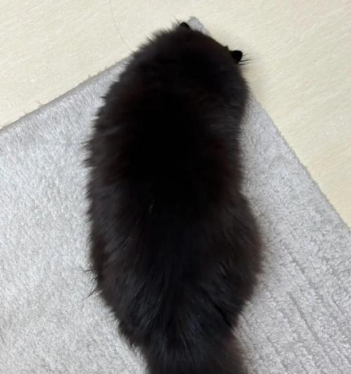 猫眼中的黑色之谜(探秘猫眼中的神秘黑色)(图3) 猫眼中的黑色之谜(探秘猫眼中的神秘黑色)(图3)