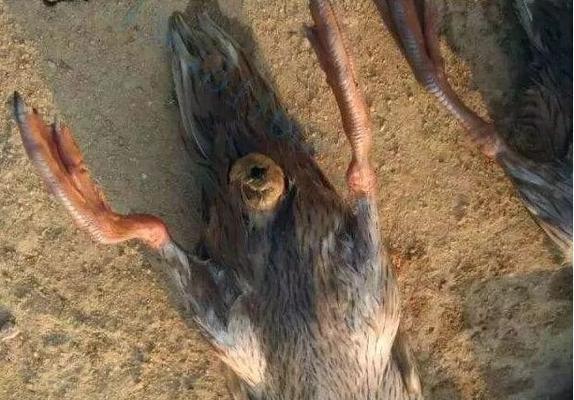 狗狗脱肛的原因与预防措施(探究狗狗脱肛的成因,帮助饲主预防)(图3) 狗狗脱肛的原因与预防措施(探究狗狗脱肛的成因,帮助饲主预防)(图3)