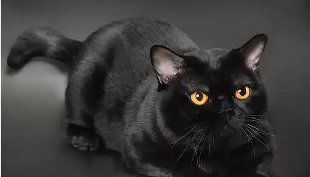 猫眼中的黑色之谜（探秘猫眼中的神秘黑色） - 新生家伴