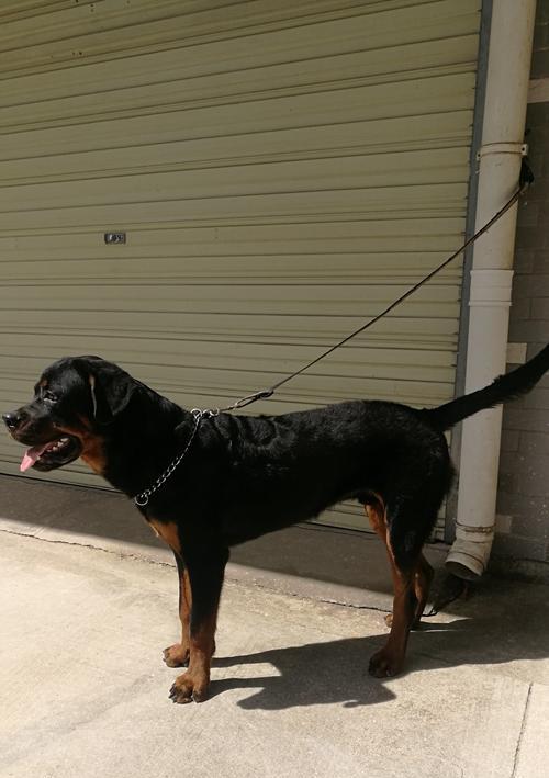 罗威纳犬裁耳的原因及争议(了解为何罗威纳犬需要裁耳并探讨相关争议)(图3) 罗威纳犬裁耳的原因及争议(了解为何罗威纳犬需要裁耳并探讨相关争议)(图3)