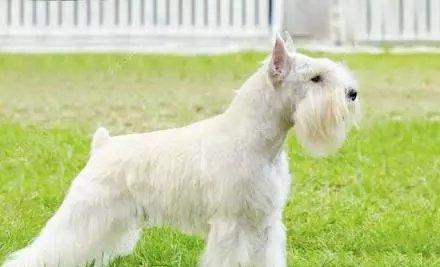 罗威纳犬裁耳的原因及争议（了解为何罗威纳犬需要裁耳并探讨相关 - 新生家伴