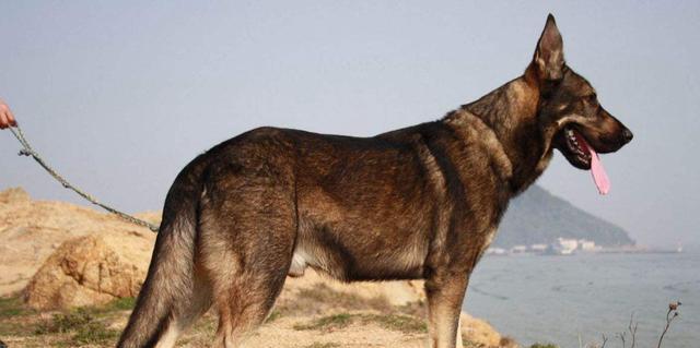 以军犬(种类多样、训练严格,以军犬助力军队使命)(图2) 以军犬(种类多样、训练严格,以军犬助力军队使命)(图2)