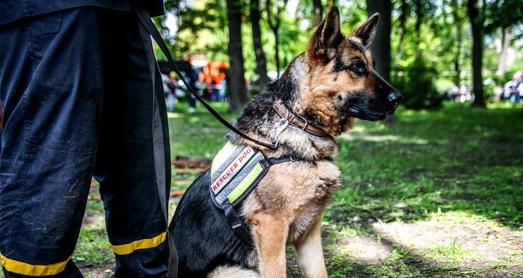 以军犬(种类多样、训练严格,以军犬助力军队使命)(图3) 以军犬(种类多样、训练严格,以军犬助力军队使命)(图3)