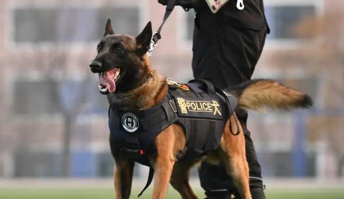 以军犬（种类多样、训练严格，以军犬助力军队使命） - 新生家伴
