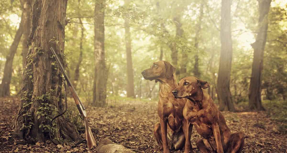 选择适合司犬的狗种打猎，助您事半功倍（如何挑选合适的狗种？一起来了解吧！）(图2)