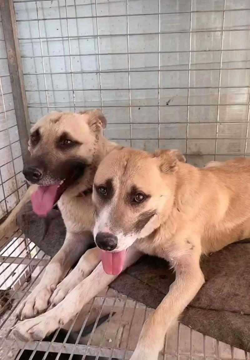 选择适合司犬的狗种打猎，助您事半功倍（如何挑选合适的狗种？一起来了解吧！）(图3)