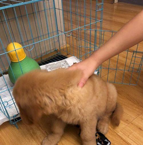 探究金毛尿为什么是白色（解密金毛尿液的成分和特点）(图1)