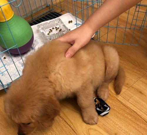 探究金毛尿为什么是白色（解密金毛尿液的成分和特点）(图3)