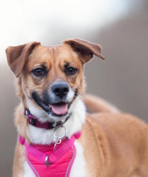 生长犬的特征及培养方法(探索幼犬成长的奥秘,助力犬主培养健康快乐的宠物犬)(图2) 生长犬的特征及培养方法(探索幼犬成长的奥秘,助力犬主培养健康快乐的宠物犬)(图2)