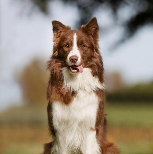 生长犬的特征及培养方法(探索幼犬成长的奥秘,助力犬主培养健康快乐的宠物犬)(图3) 生长犬的特征及培养方法(探索幼犬成长的奥秘,助力犬主培养健康快乐的宠物犬)(图3)