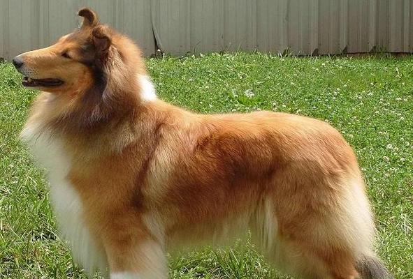 生长犬的特征及培养方法(探索幼犬成长的奥秘,助力犬主培养健康快乐的宠物犬)(图1) 生长犬的特征及培养方法(探索幼犬成长的奥秘,助力犬主培养健康快乐的宠物犬)(图1)