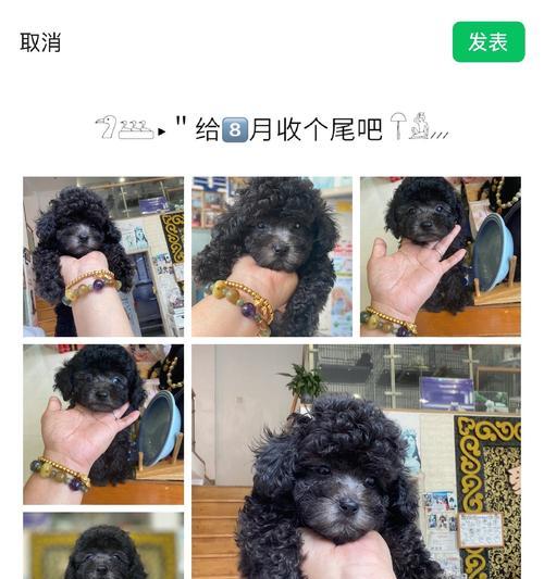 灰泰迪配对(探索灰泰迪配对的新颜色宇宙)(图2) 灰泰迪配对(探索灰泰迪配对的新颜色宇宙)(图2)