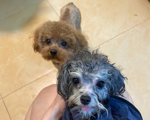 灰泰迪配对(探索灰泰迪配对的新颜色宇宙)(图3) 灰泰迪配对(探索灰泰迪配对的新颜色宇宙)(图3)