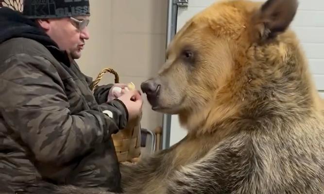 黑熊与金丝熊的交配（黑熊与金丝熊交配的后代特征及其生态意义）(图3)