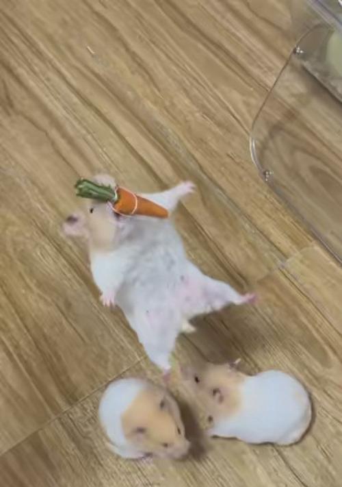 黑熊与金丝熊的交配（黑熊与金丝熊交配的后