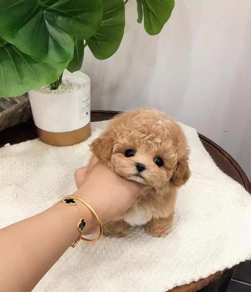 宠物泰迪幼犬的饮水需求解析（泰迪犬对不同水源的适应能力及建议）(图3)