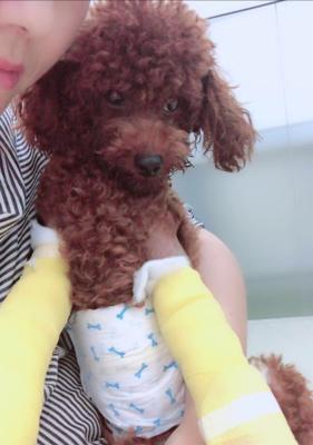 泰迪腿断了如何补充营养(全面营养摄入助力泰迪康复)(图1) 泰迪腿断了如何补充营养(全面营养摄入助力泰迪康复)(图1)