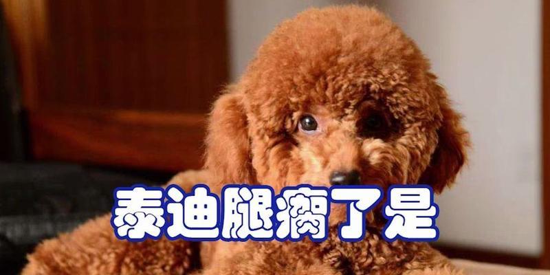 泰迪腿断了如何补充营养(全面营养摄入助力泰迪康复)(图2) 泰迪腿断了如何补充营养(全面营养摄入助力泰迪康复)(图2)