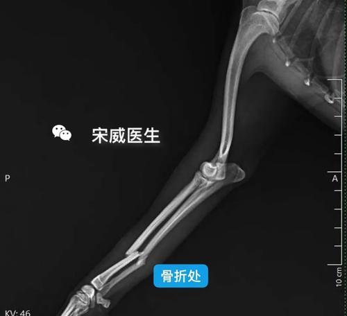 泰迪腿断了如何补充营养(全面营养摄入助力泰迪康复)(图3) 泰迪腿断了如何补充营养(全面营养摄入助力泰迪康复)(图3)