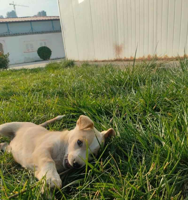 狗为什么舌头伸出来了？（揭秘狗狗舌头伸出的秘密与功能） - 新生家伴