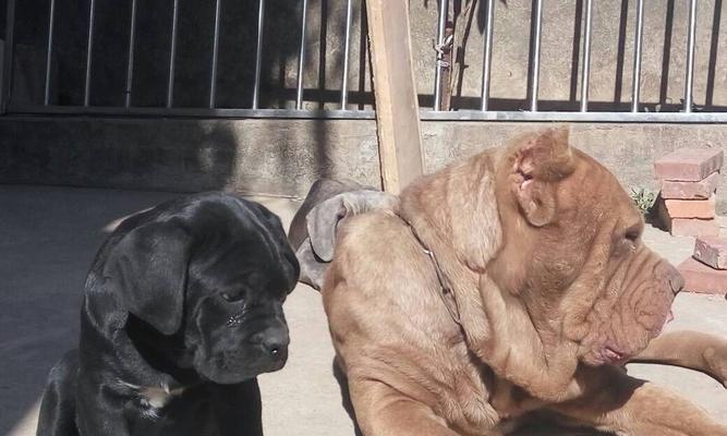 探究以卡斯罗公母的区别及其意义（解析以卡斯罗公母的特征与应用）(图3)