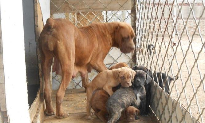 探究以卡斯罗公母的区别及其意义（解析以卡斯罗公母的特征与应用）(图2)