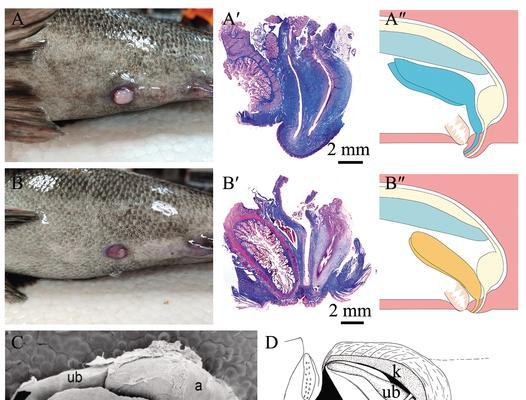母鱼繁殖的最佳时间与方法(探究母鱼的繁殖行为与适宜环境)(图1) 母鱼繁殖的最佳时间与方法(探究母鱼的繁殖行为与适宜环境)(图1)
