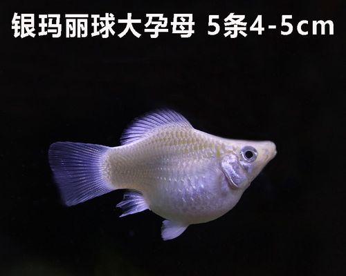 母鱼繁殖的最佳时间与方法(探究母鱼的繁殖行为与适宜环境)(图2) 母鱼繁殖的最佳时间与方法(探究母鱼的繁殖行为与适宜环境)(图2)