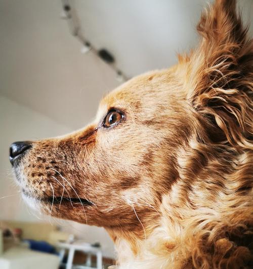 犬瘟药物治疗的有效方法（探索狗病毒感染的治疗手段，让你的爱宠 - 新生家伴