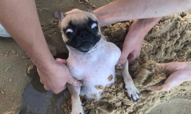 训狗最佳时机探讨(如何选择适合训狗的时间段)(图2) 训狗最佳时机探讨(如何选择适合训狗的时间段)(图2)