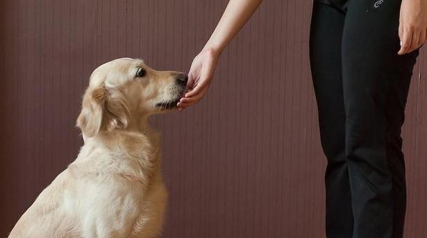 训狗最佳时机探讨（如何选择适合训狗的时间