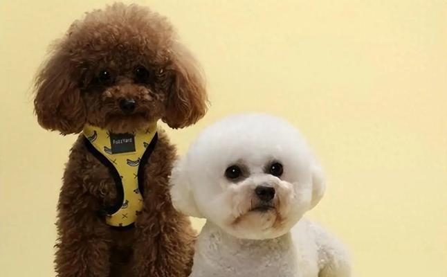 女孩养什么宠物狗?(为女孩选择最适合的宠物狗品种)(图1) 女孩养什么宠物狗?(为女孩选择最适合的宠物狗品种)(图1)