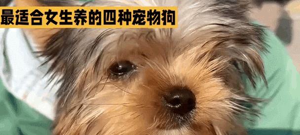 女孩养什么宠物狗?(为女孩选择最适合的宠物狗品种)(图2) 女孩养什么宠物狗?(为女孩选择最适合的宠物狗品种)(图2)