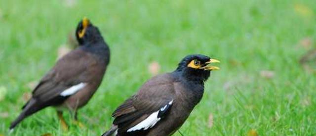 古代八哥的象征意义与传承（探寻八哥文化的深层意蕴）(图3)