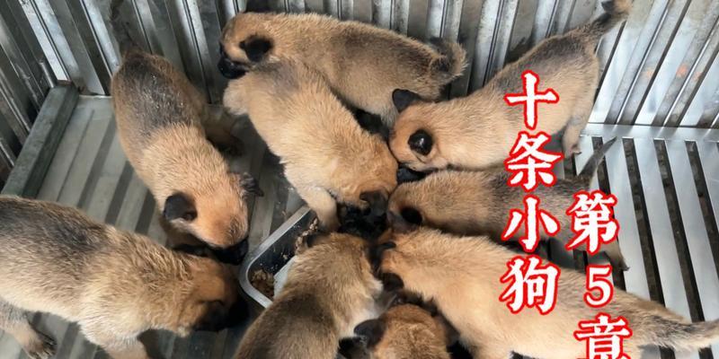 训狗最佳时机探讨(如何选择适合训狗的时间段)(图3) 训狗最佳时机探讨(如何选择适合训狗的时间段)(图3)