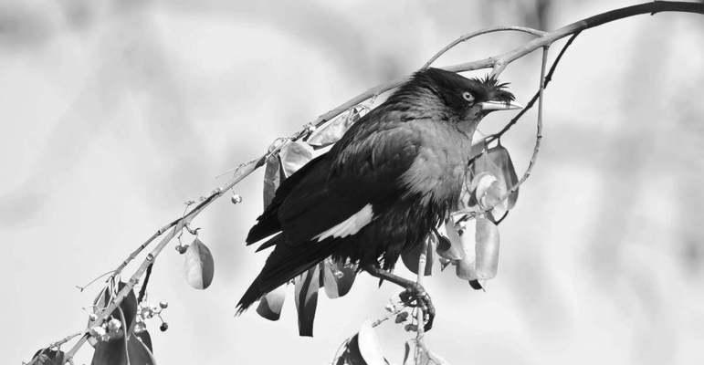 古代八哥的象征意义与传承（探寻八哥文化的