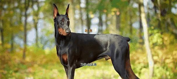 泰迪小狗断尾巴的原因及影响（探究泰迪小狗