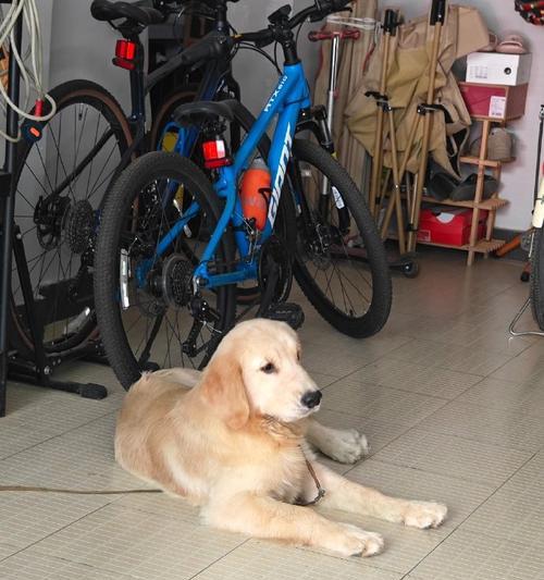 狗狗最美的季节（以什么季节生的狗最好看？）(图1)