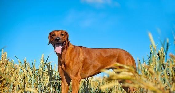 选择适合忧郁人士的狗品种（陪伴与宽慰，拥抱阳光的伙伴）(图2)